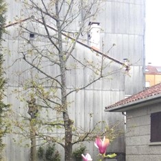  Después. Poda de reducción Quercus Caldas de Reis 2