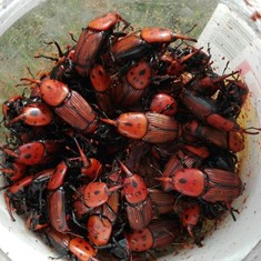 Adultos Picudo rojo vermello LOUREIRO ARBORICULTURA