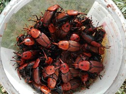 Adultos Picudo rojo vermello LOUREIRO ARBORICULTURA