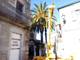 Antes. Poda de palmeira en Salvaterra con plataforma 1 LOUREIRO ARBORICULT