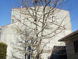 Antes. Poda de reducción Quercus Caldas de Reis 1 LOUREIRO ARBORICULTURA G