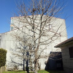 Antes. Poda de reducción Quercus Caldas de Reis 1