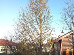 Antes. Poda liquidambar en Meis LOUREIRO ARBORICULTURA GALICIA