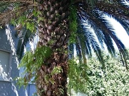 Antes, Poda palmeras PONTEVEDRA LOUREIRO ARBORICULTURA C