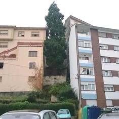 Antes, Tala en altura árboles ASTURIAS LOUREIRO ARBORICULTURA