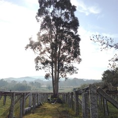 Antes, Tala en altura árboles VILAGARCIA LOUREIRO ARBORICULTURA VILAGARCIA