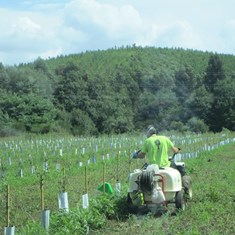 Aplicación de herbicida en filas de olivos 1
