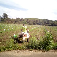 Aplicación de herbicida entre oliveiras 1