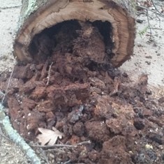 Avaliacion de riscos LOUREIRO ARBORICULTURA