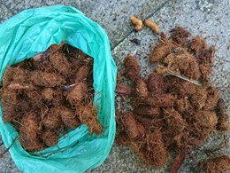 Capullos picudo rojo vermello LOUREIRO ARBORICULTURA