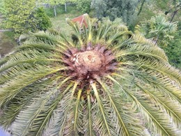 Cirugía palmera canaria LOUREIRO ARBORICULTURA GALICIA