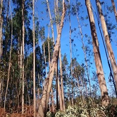 Curso motosierra LOUREIRO ARBORICULTURA C