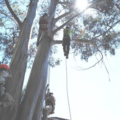 Curso Poda Altura 1 Loureiro Arboricultura