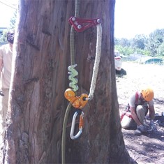 Curso Poda Altura 3 Loureiro Arboricultura