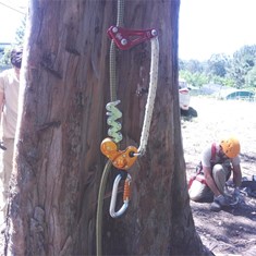 Curso Poda Altura 3 Loureiro Arboricultura