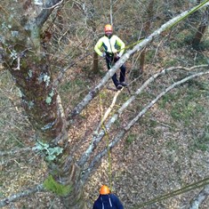 CURSO PODA EN ALTURA LOUREIRO ARBORICULTURA CORUÑA