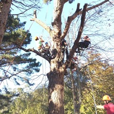 CURSO PODA EN ALTURA LOUREIRO ARBORICULTURA VIGO