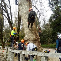 Curso Poda en altura Loureiro Arboricultura