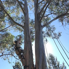 Curso Trabajos Altura Árboles Acceso al árbol 1