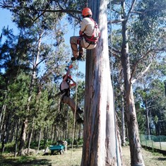 Curso Traballos Altura Árbores 1