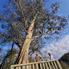 Curso traballos en altura en árbores CR12