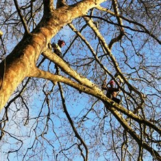 Curso traballos en altura en árbores CR16