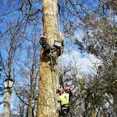 Curso traballos en altura en árbores CR18