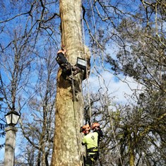 Curso traballos en altura en árbores CR18