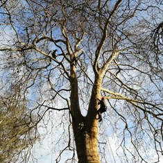 Curso traballos en altura en árbores CR25