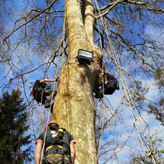 Curso traballos en altura en árbores CR6