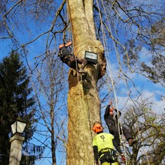 Curso traballos en altura en árbores CR7