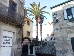 Despois. Poda de palmeira en Salvaterra con plataforma 2 LOUREIRO ARBORICU