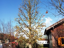 Despois. Poda liquidambar en Meis 2 LOUREIRO ARBORICULTURA GALICIA