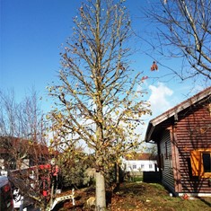 Despois. Poda liquidambar en Meis 2