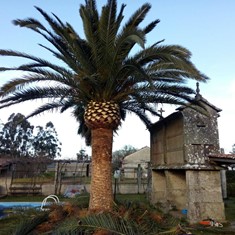 Despois, Poda palmeiras PONTEVEDRA LOUREIRO ARBORICULTURA