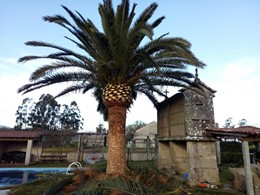 Despois, Poda palmeiras PONTEVEDRA LOUREIRO ARBORICULTURA