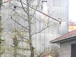  Después. Poda de reducción Quercus CaldAs de Reis 2 LOUREIRO ARBORICULTUR