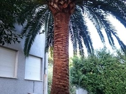 Después, Poda palmeras PONTEVEDRA LOUREIRO ARBORICULTURA C