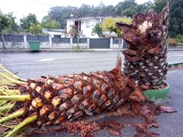 Estípite tronzada por picudo rojo vermello LOUREIRO ARBORICULTURA C
