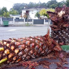 Estípite tronzada por picudo rojo vermello LOUREIRO ARBORICULTURA C