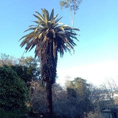 Eucalipto nacido sobre palmeira