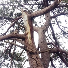 Evaluación de estado del arbol 1