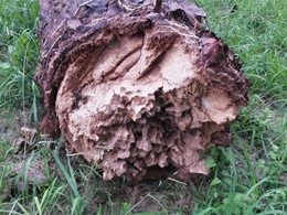 fractura de palmera afectada por picudo rojo. LOUREIRO ARBORICULTURA GALICI