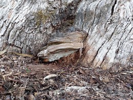 ganoderma LOUREIRO ARBORICULTURA GALICIA