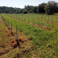 Aplicación de herbicida en filas de olivos 2