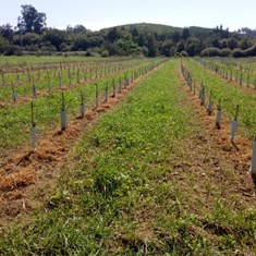 Aplicación de herbicida en fileiras de oliveiras 2