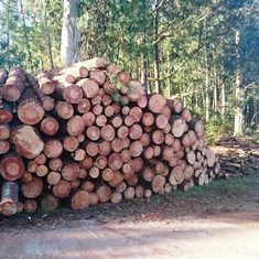 Cubicación madera apilada Loureiro Arboricultura