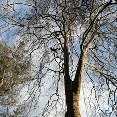 Curso traballos en altura en árbores CR17