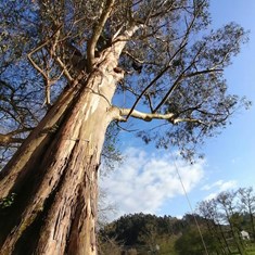 Curso traballos en altura en árbores CR21