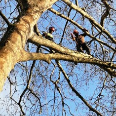 Curso traballos en altura en árbores CR5
